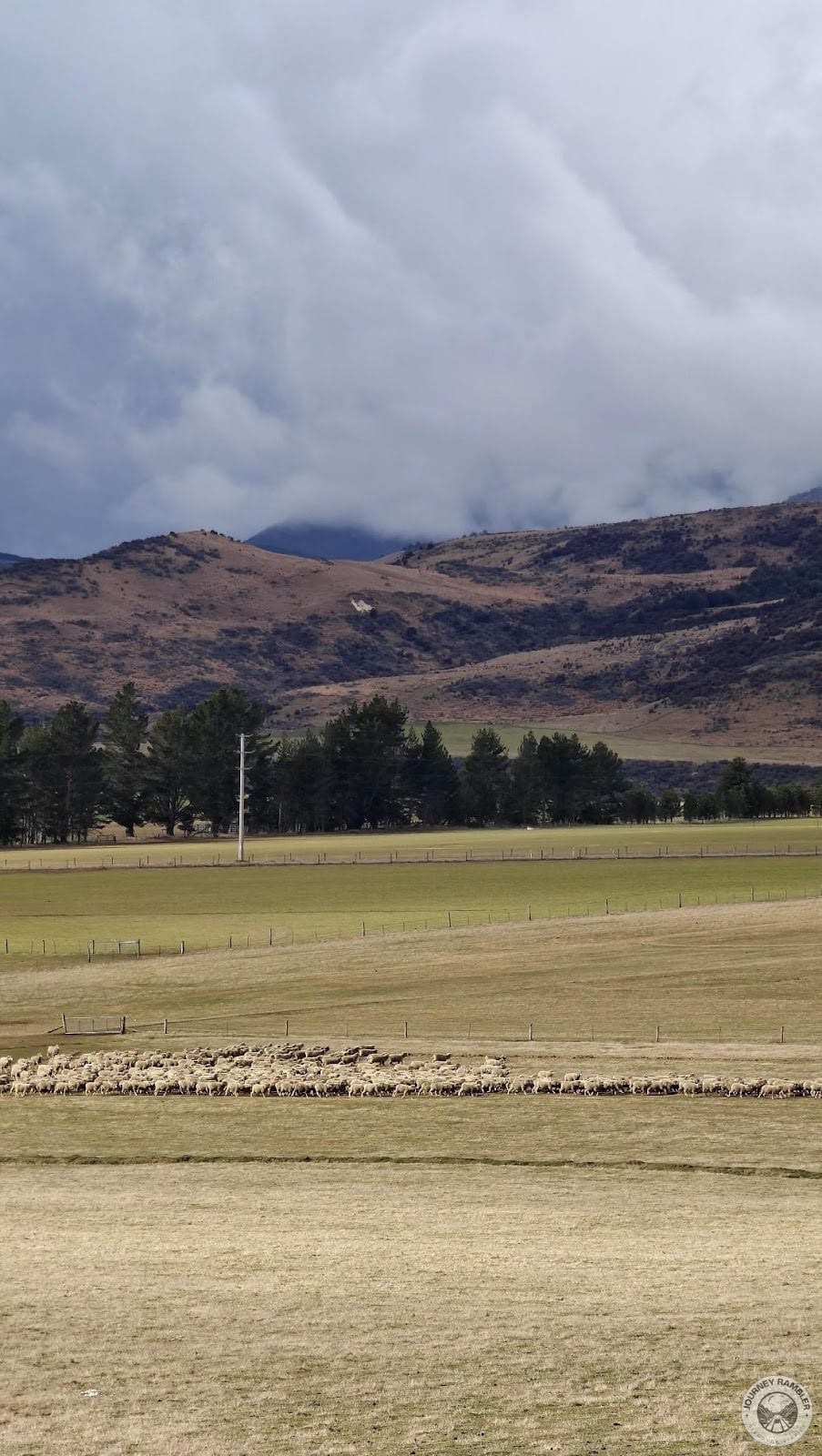there's around 23+ million sheep to just around 5 million people in this country