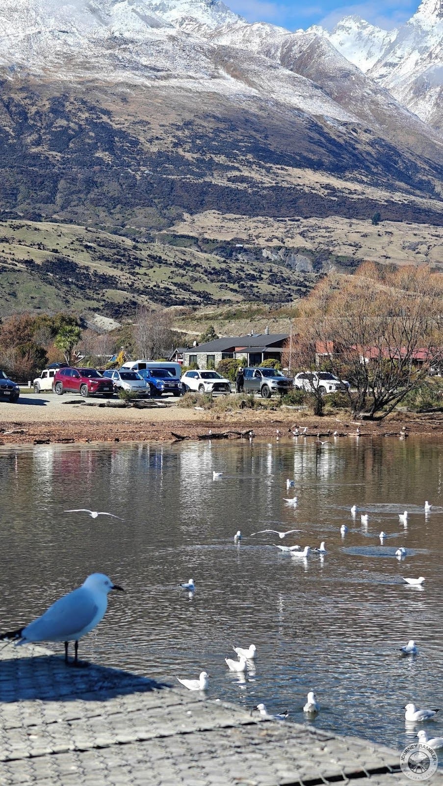 Black-billed Gulls enjoying the waters here