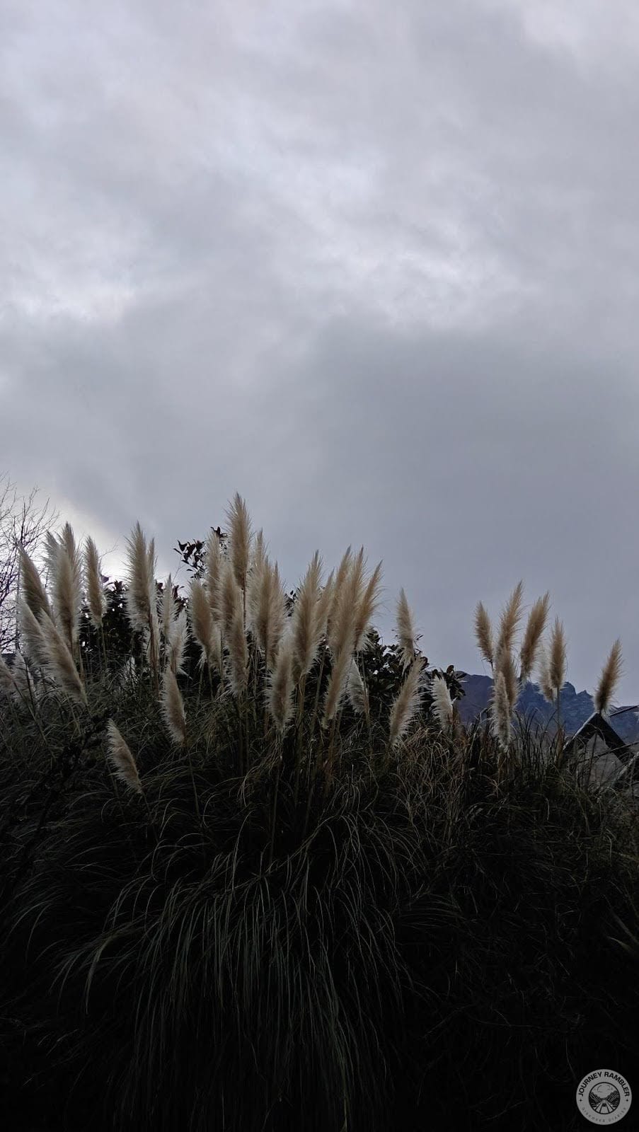 Pampas Grass