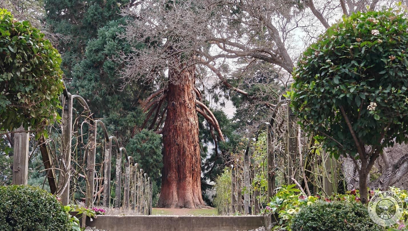Sequoia is probably the most massive tree here