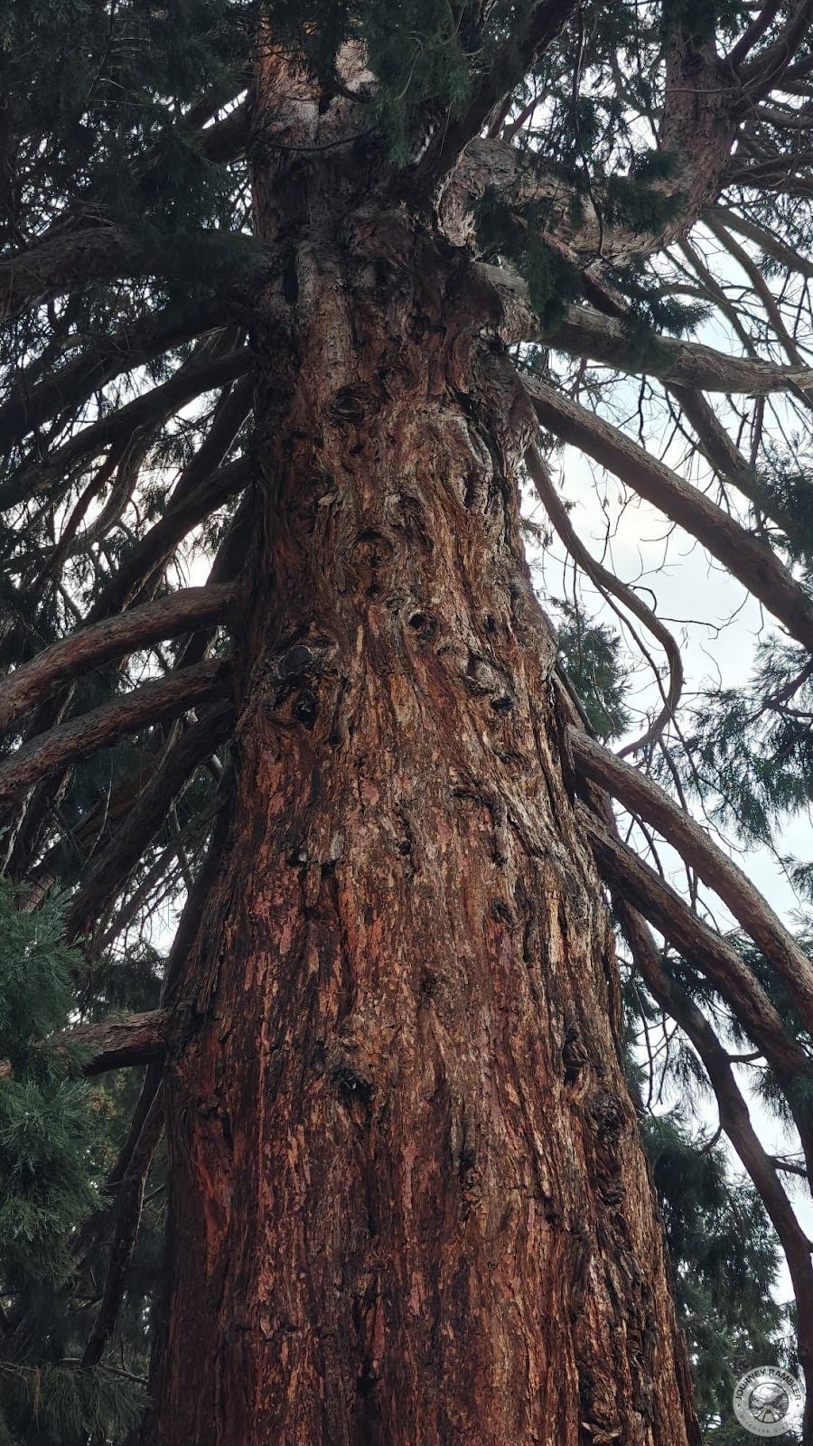 Sequoias are not endemic to New Zealand