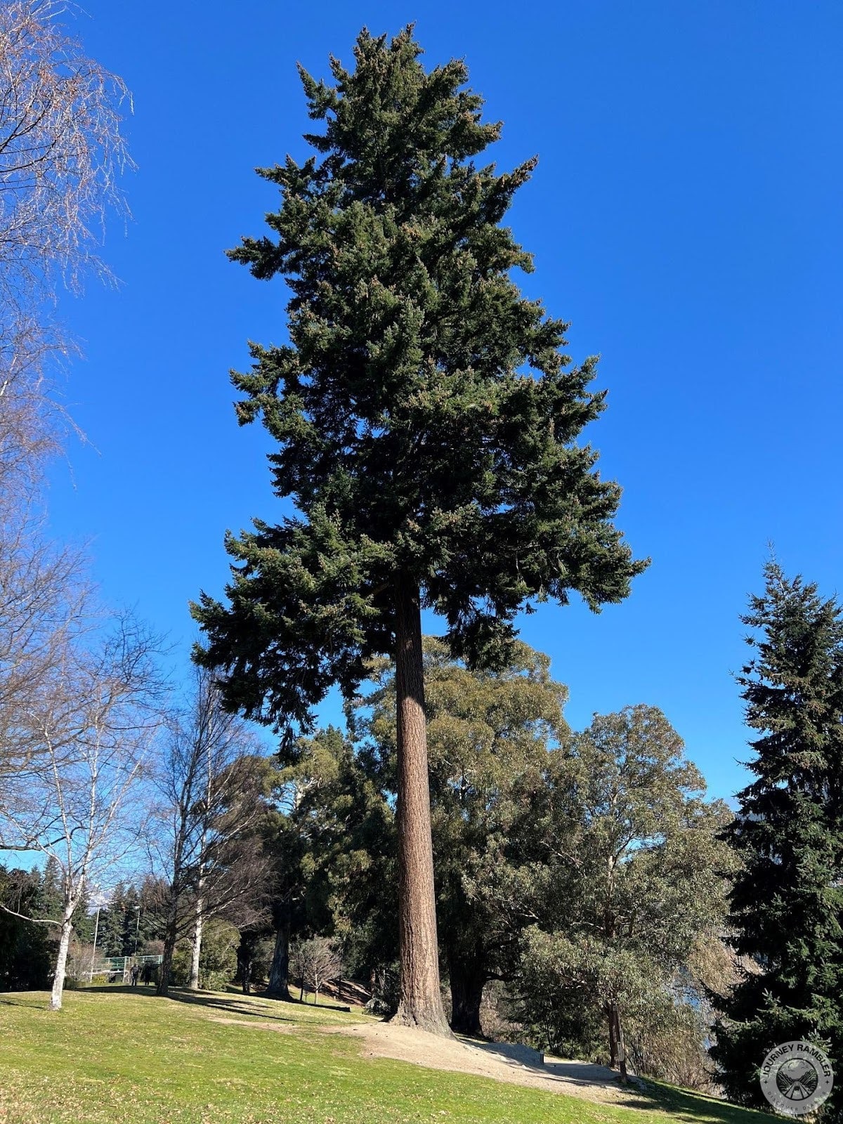 Some of the trees were really amazing