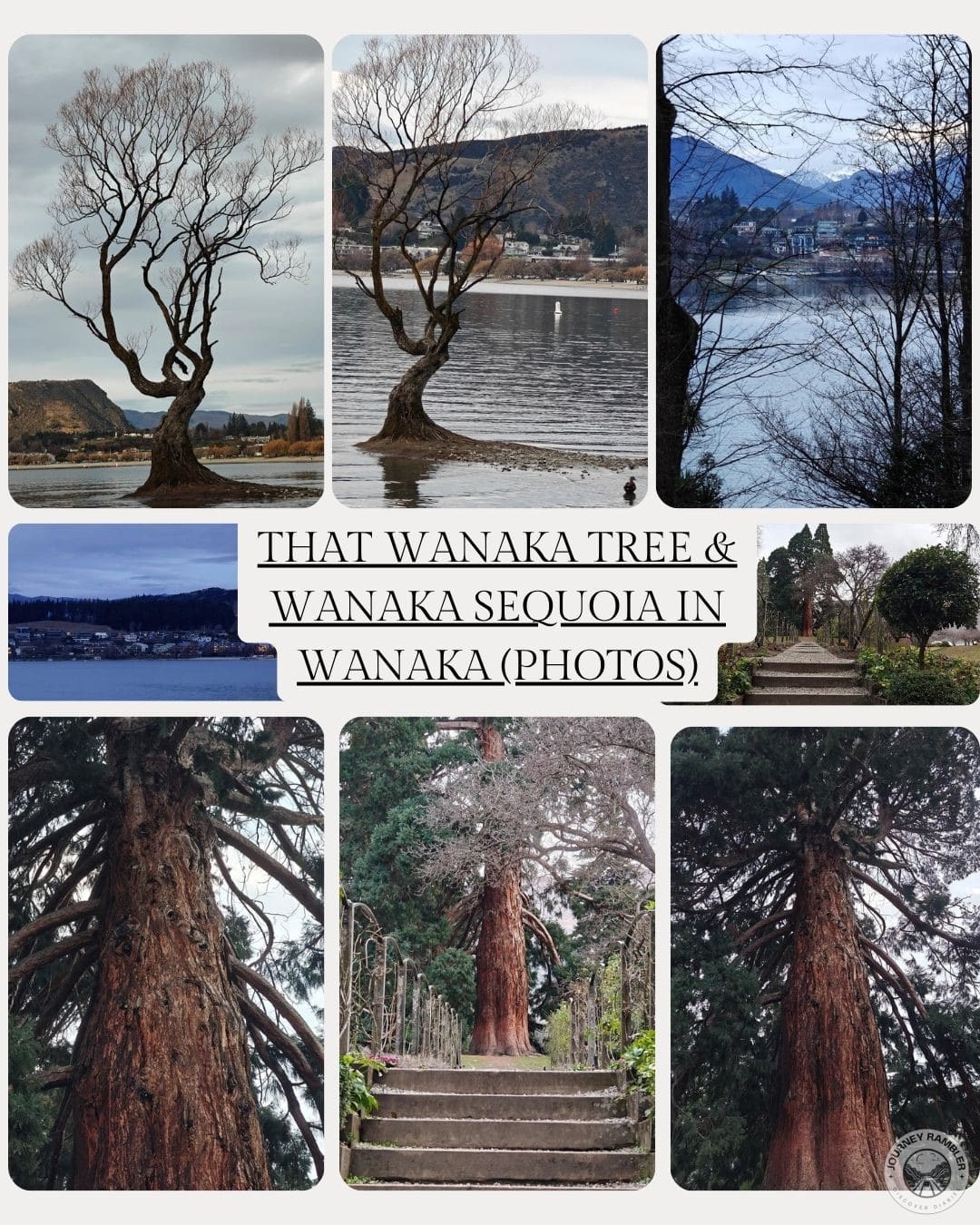 That Wanaka Tree & Wanaka Sequoia in Wanaka (Photos)
