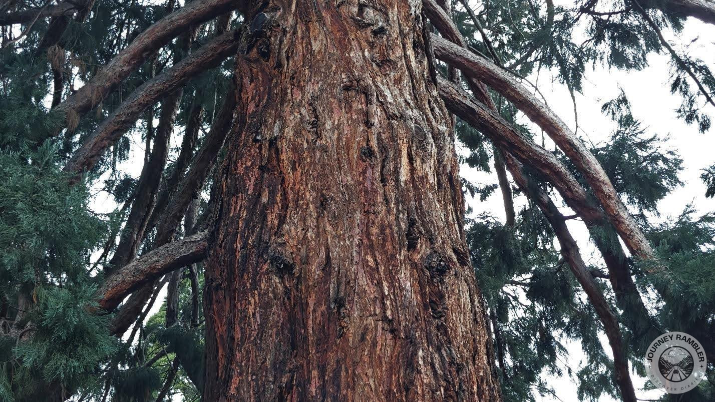 Wanaka Sequoia, here's how it looks up close again