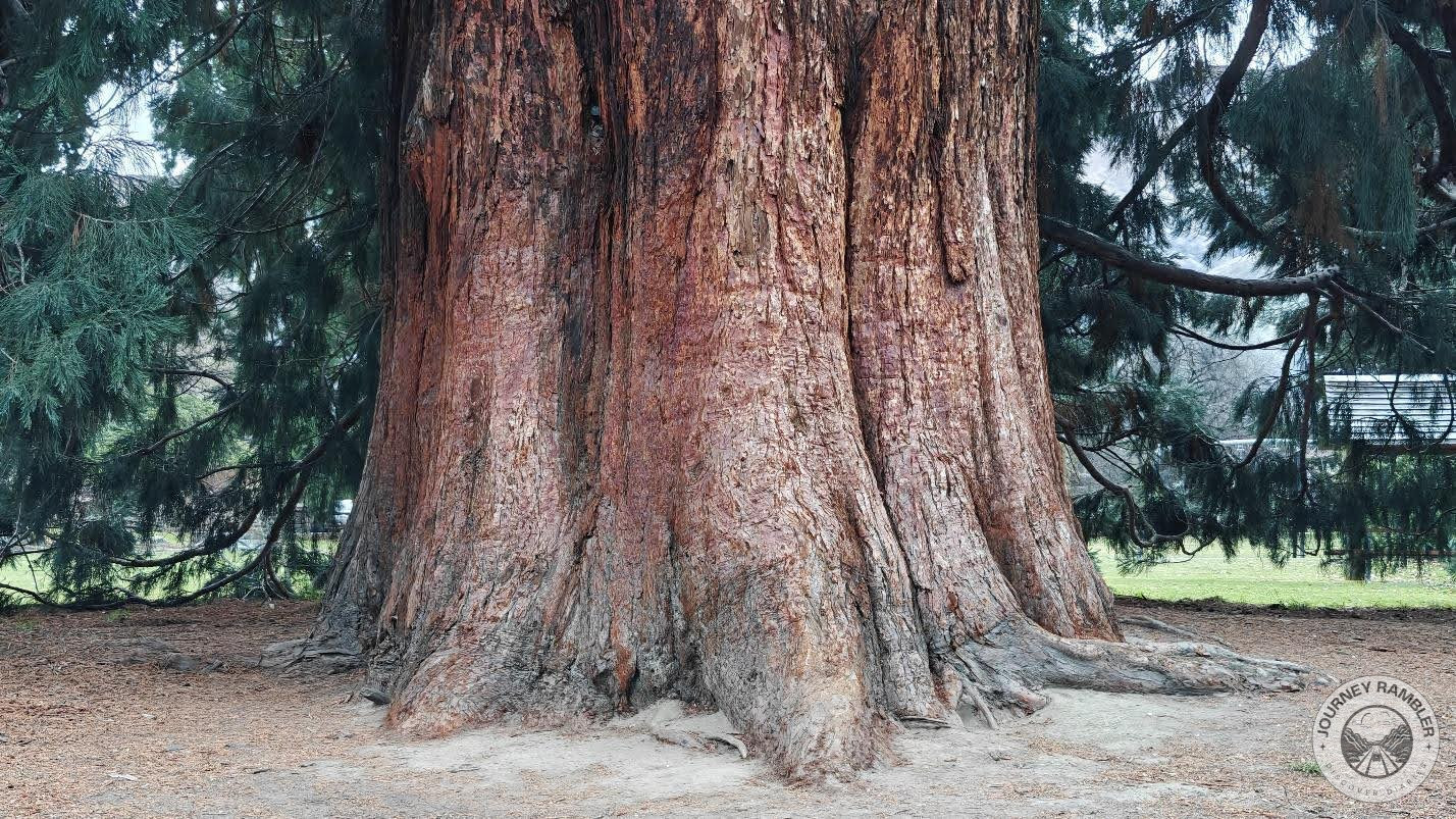 Wanaka Sequoia, here's how it looks up close