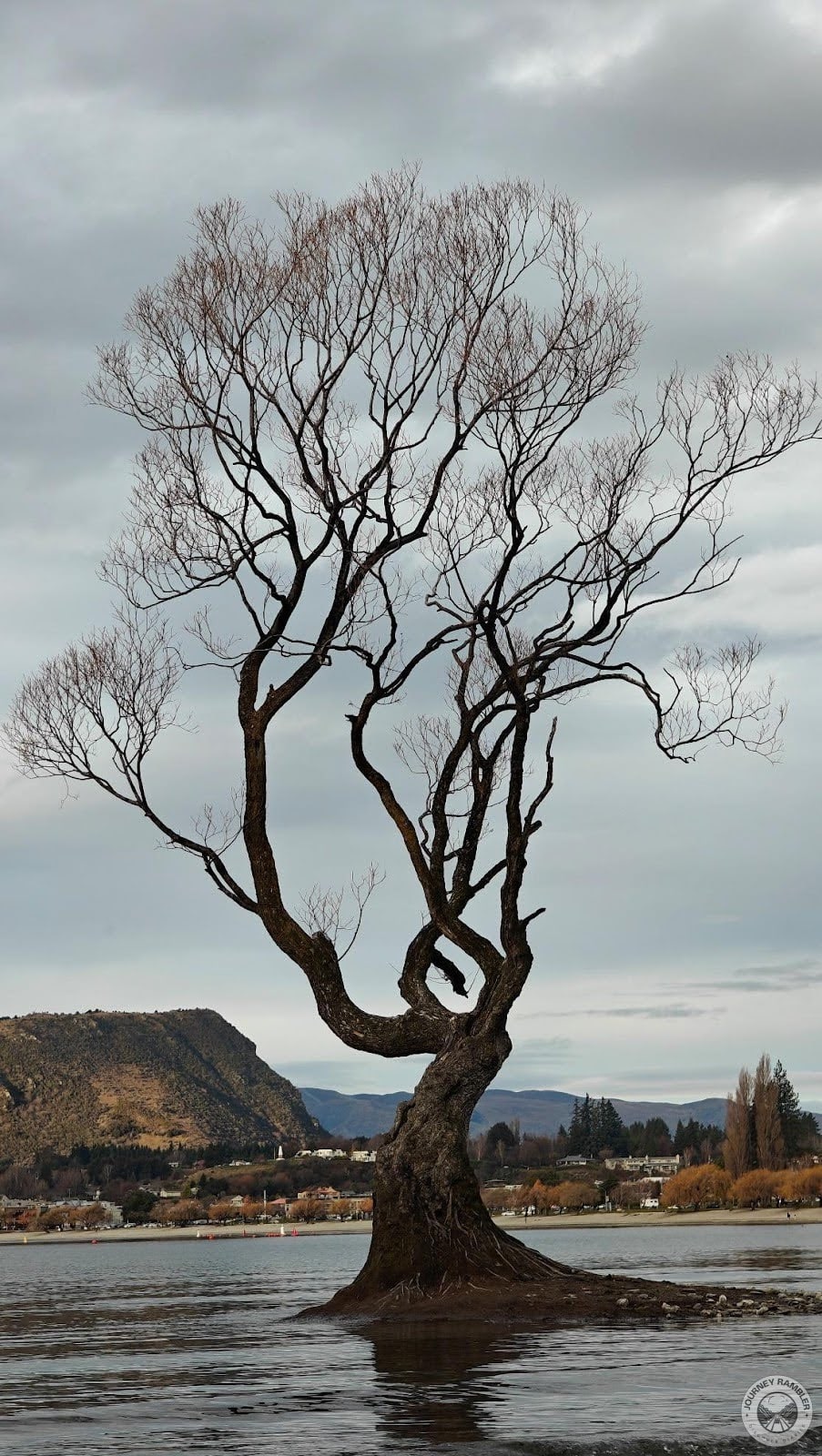 actually older than the typical crack willow tree