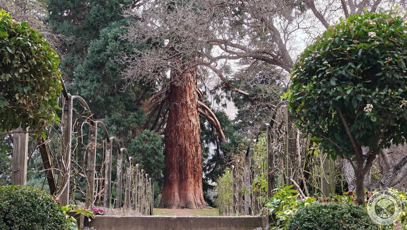 another feature of the tree that stands out is its wide trunk