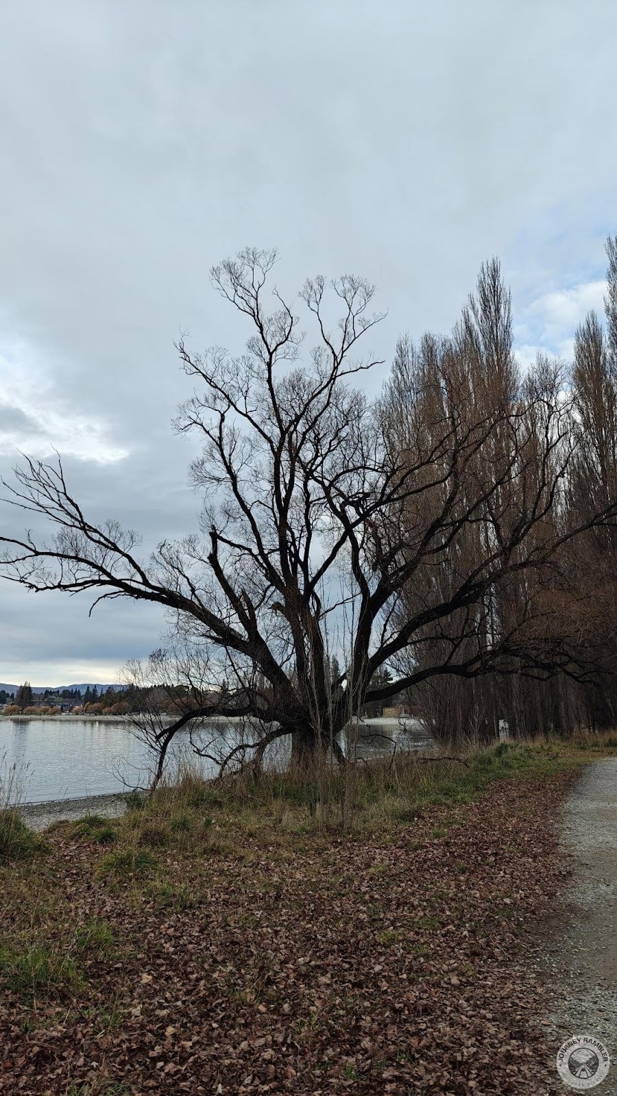 another look at the tree from earlier