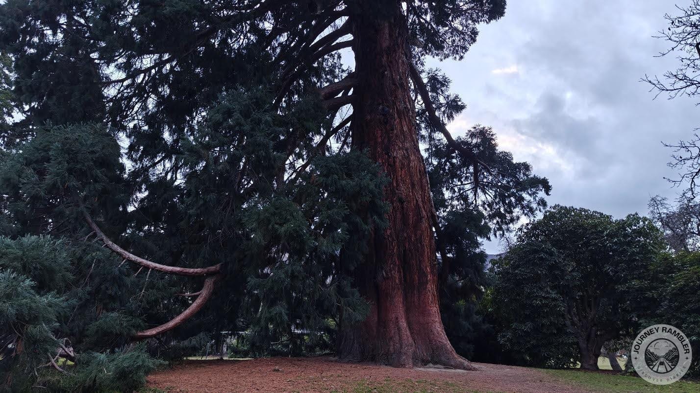 another look at the tree