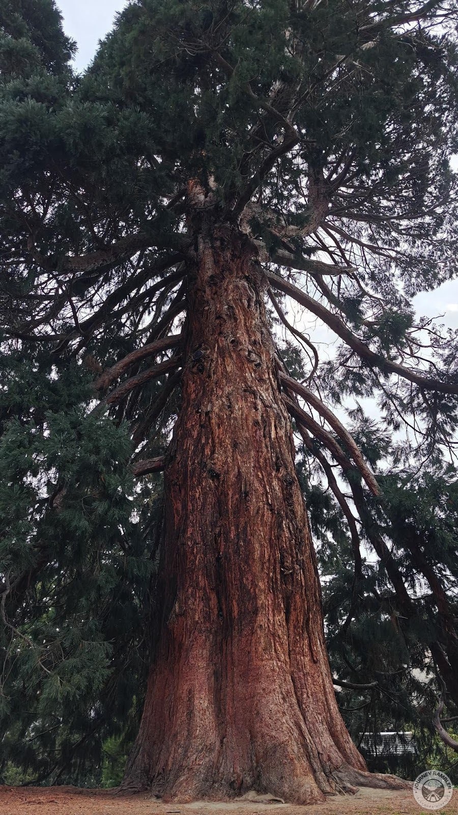 branches looked as if they had a life of their own