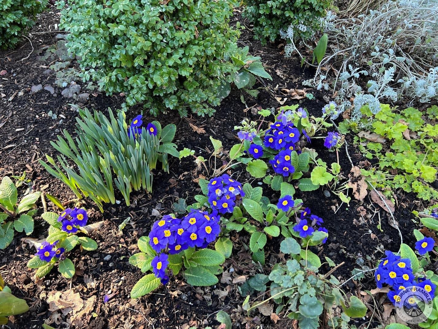 bright blue flowers with bright yellow centers growing in the flower beds