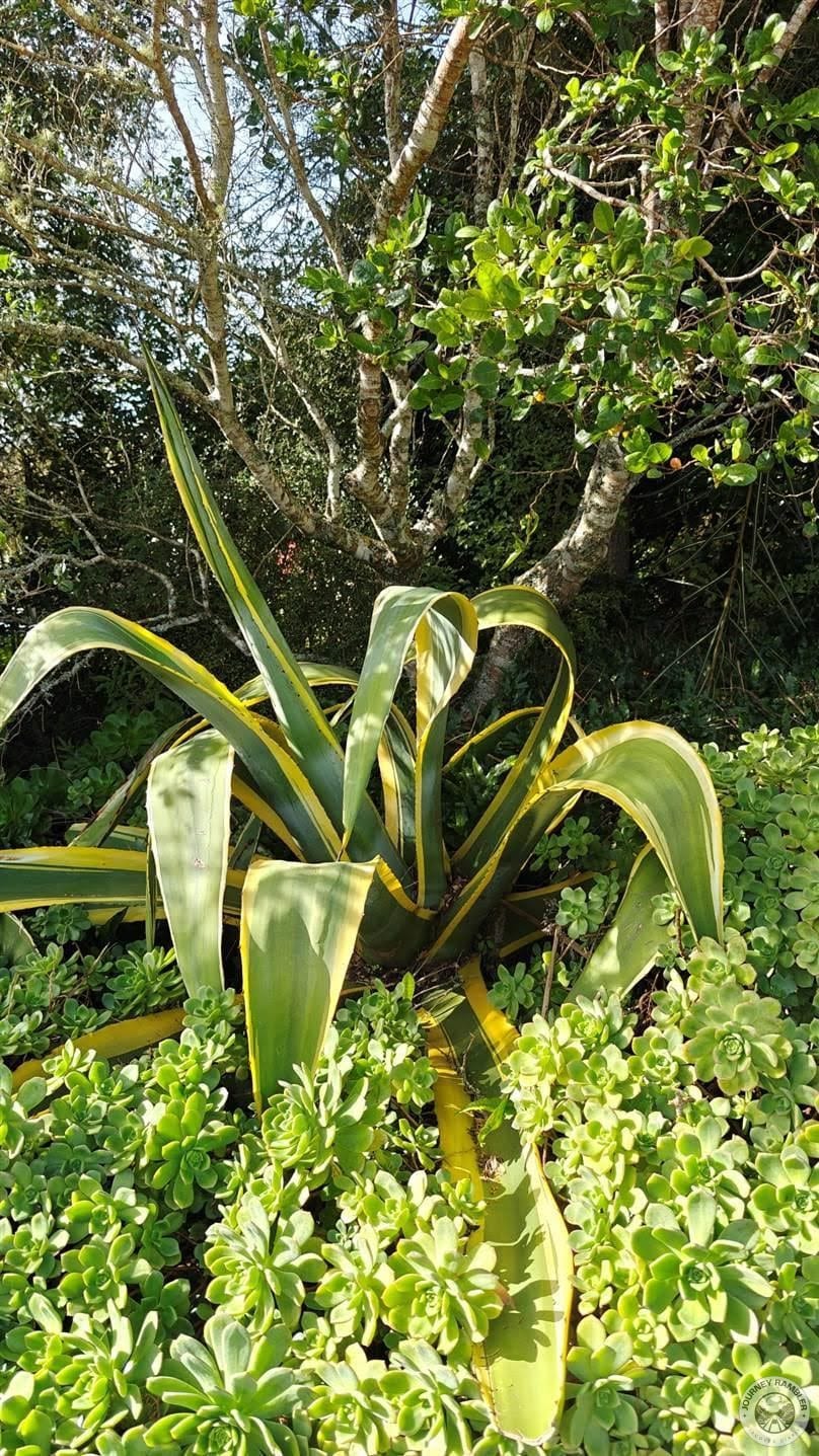 century plant surrounded by another species of succulents