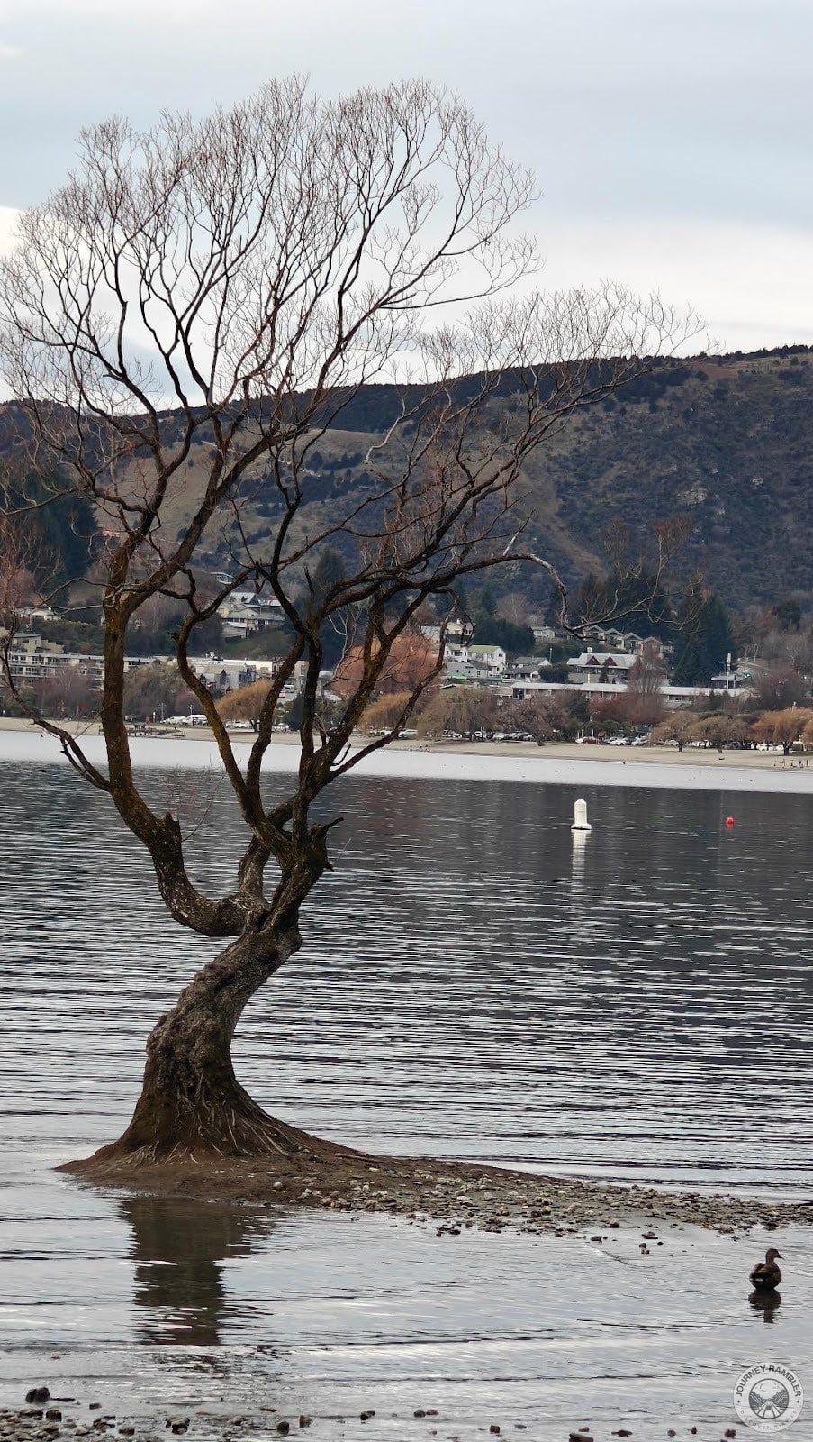 closer look at That Wanaka Tree