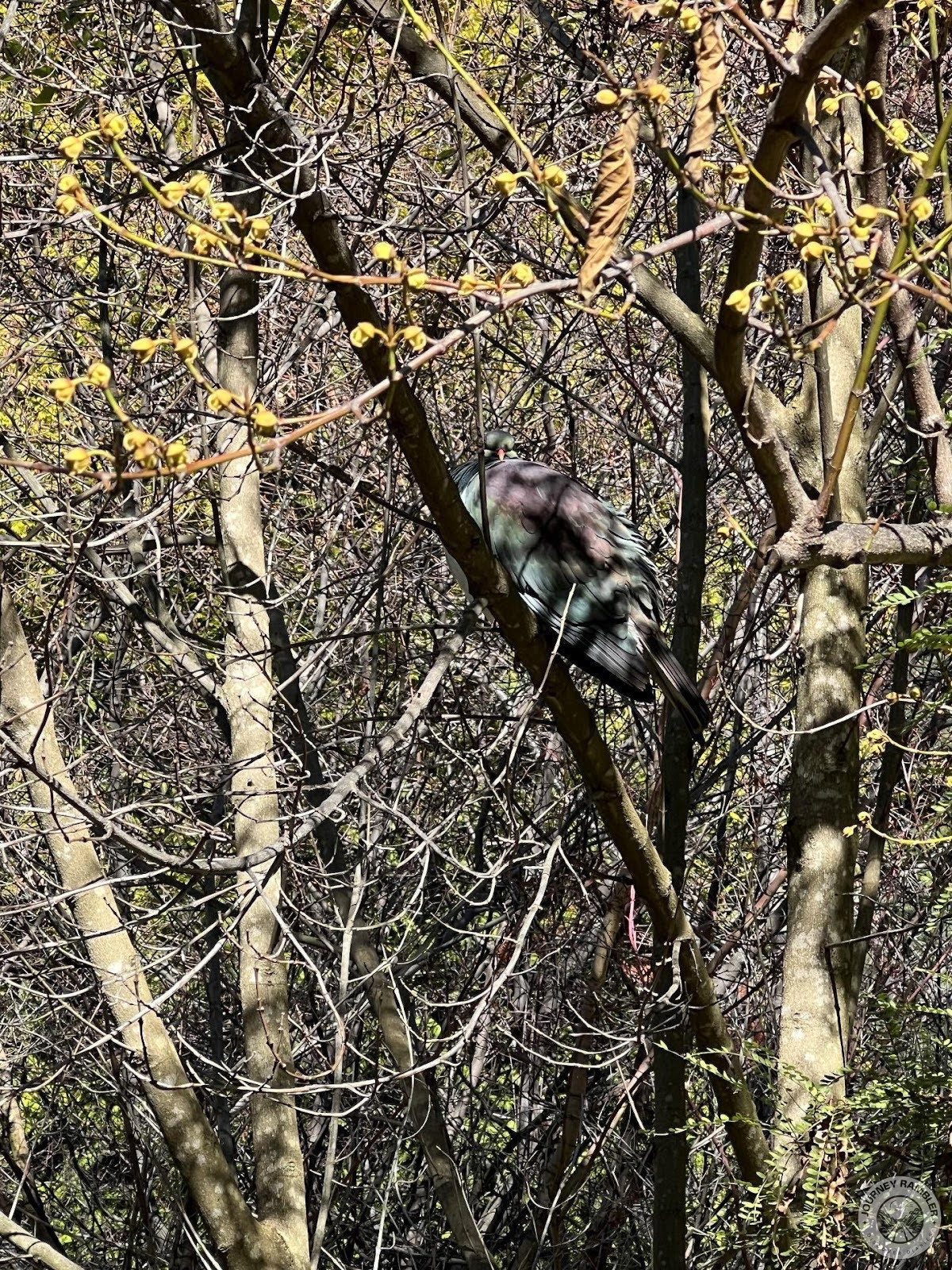colorful birds perched in the trees