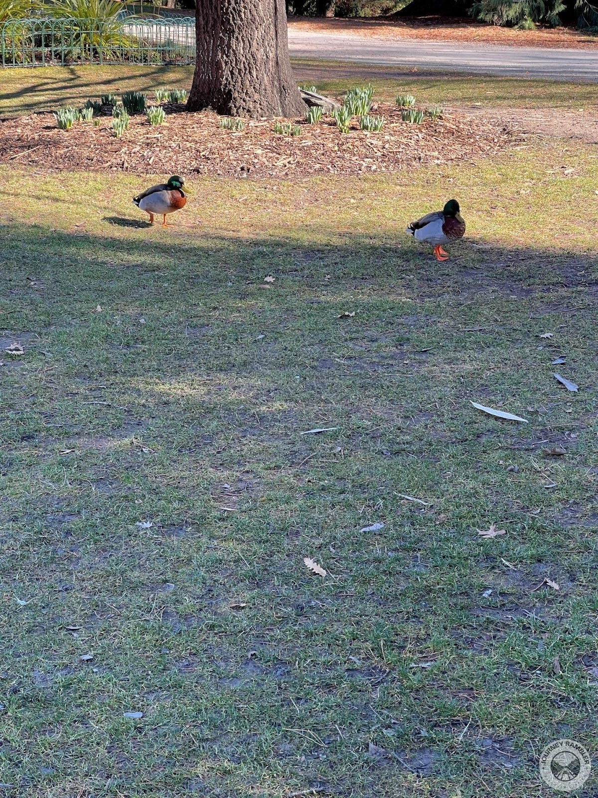 couple of ducks were waddling about near the pond
