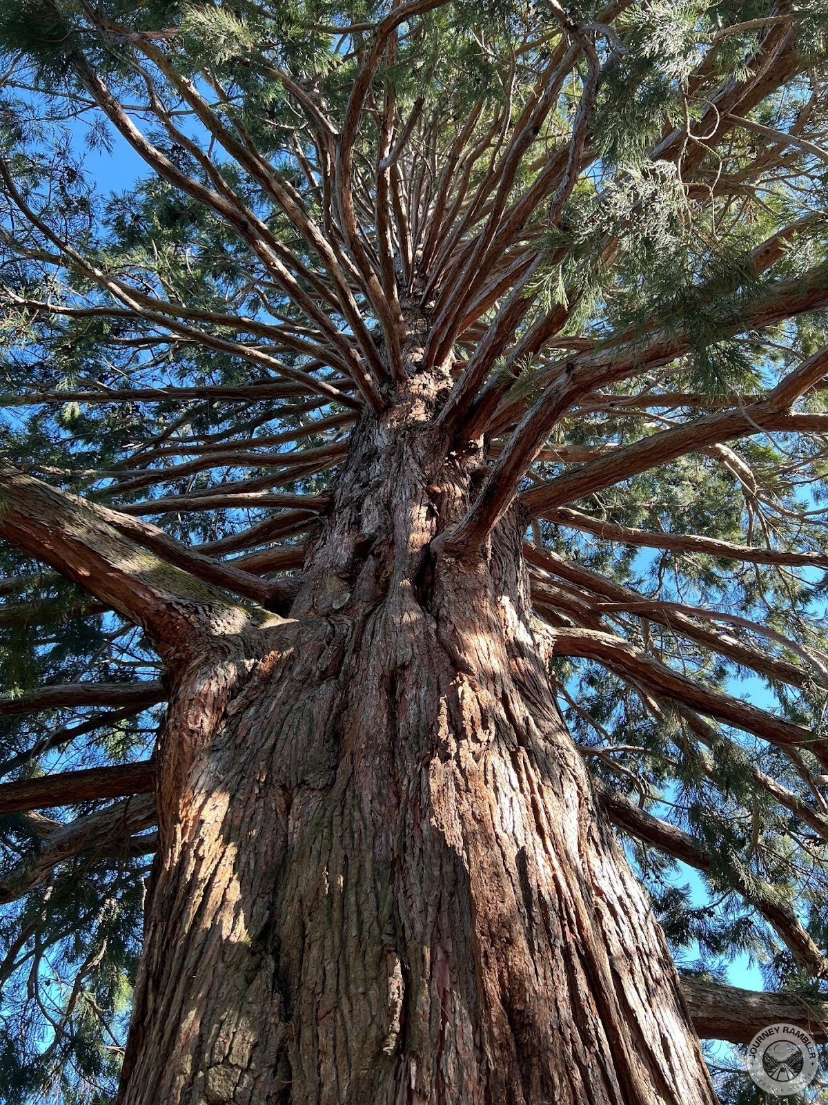 dozens and dozens of branches all growing in different directions