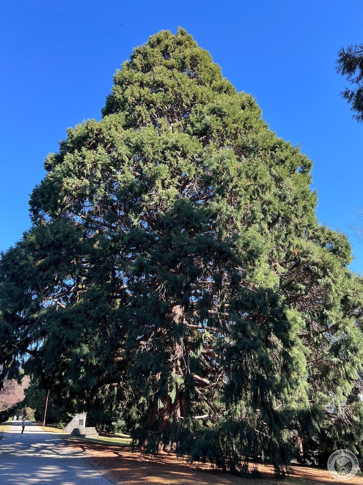 huge coniferous tree