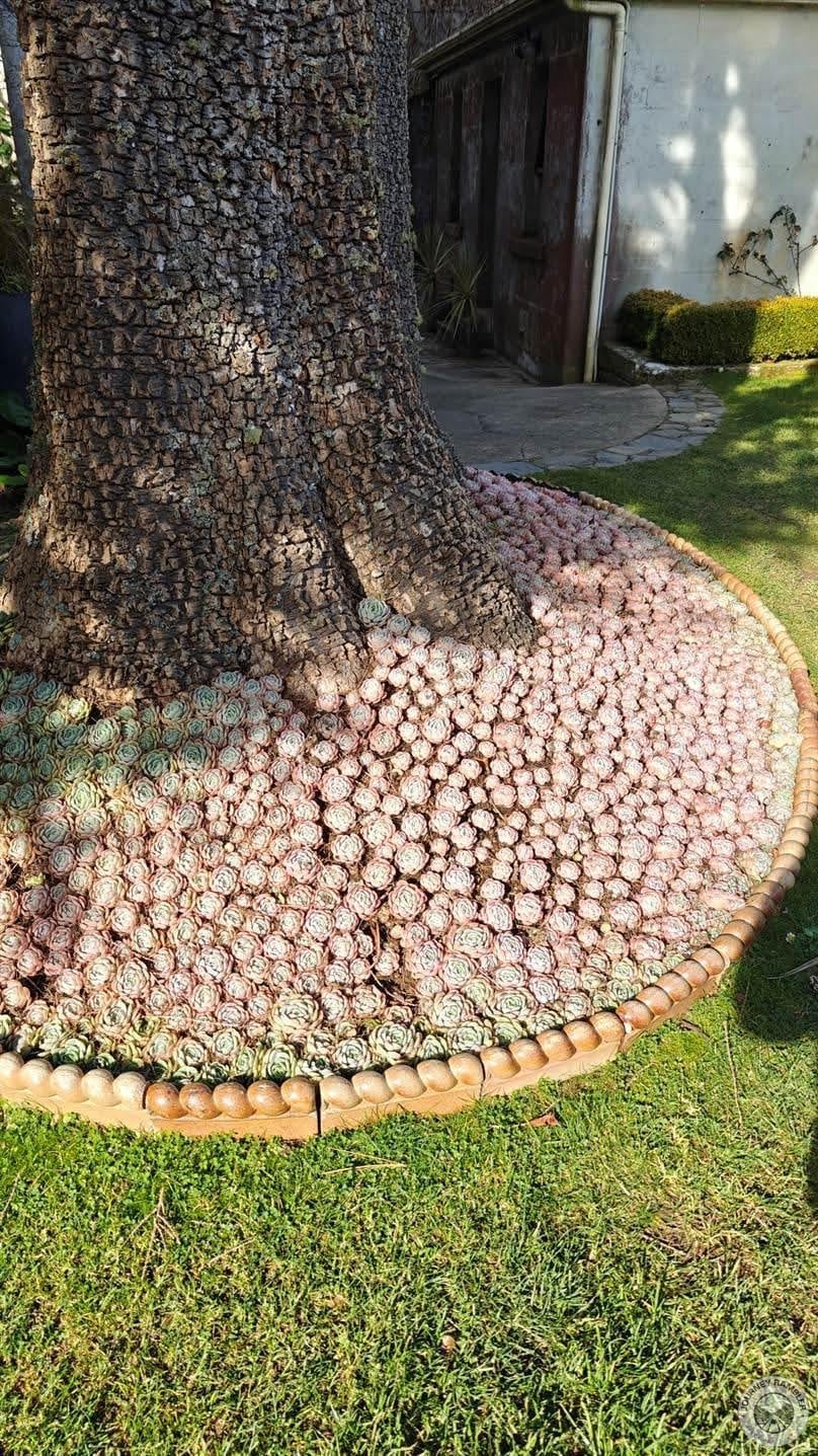 interesting tree that was surrounded at its base