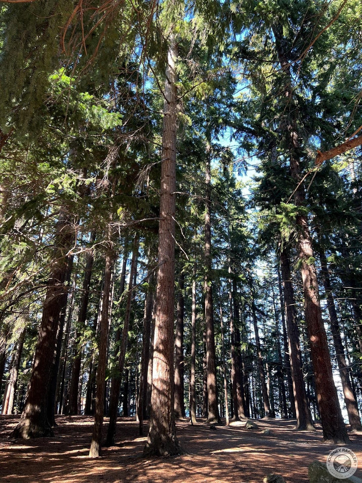 it felt like I had walked into a forest