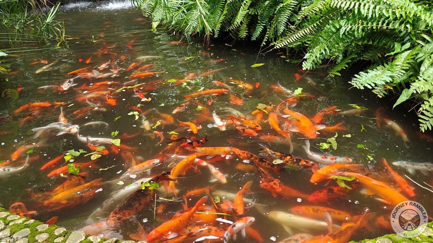 koi pond