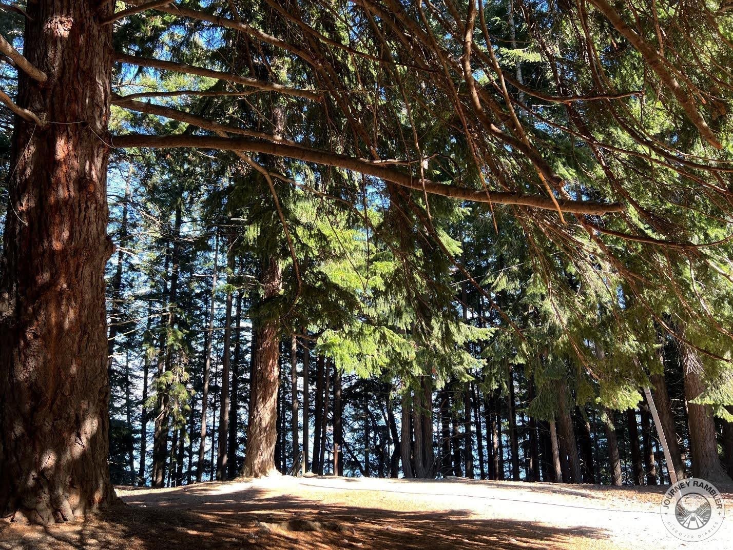 large and sunny clearing in the center