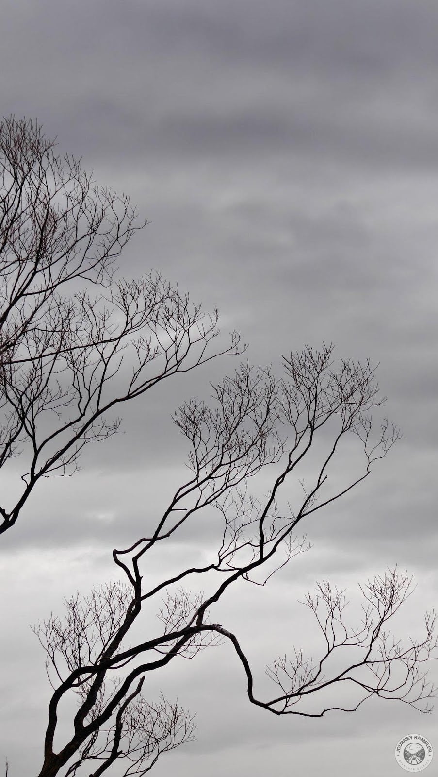 mesmerized by the tree's branches