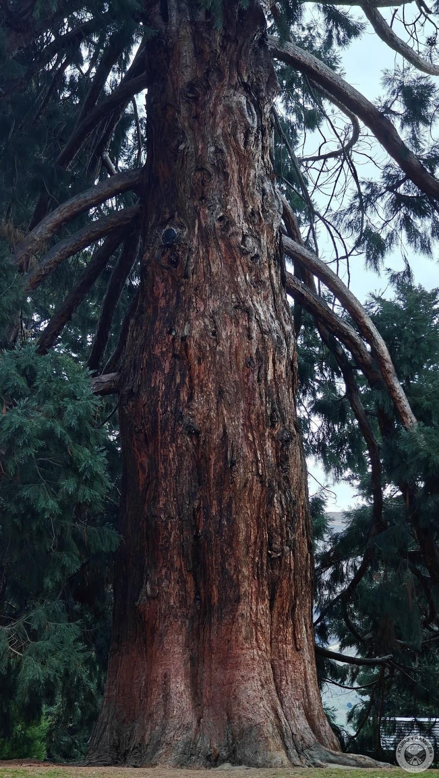 my exploration of That Wanaka Tree and the Wanaka Sequoia is done