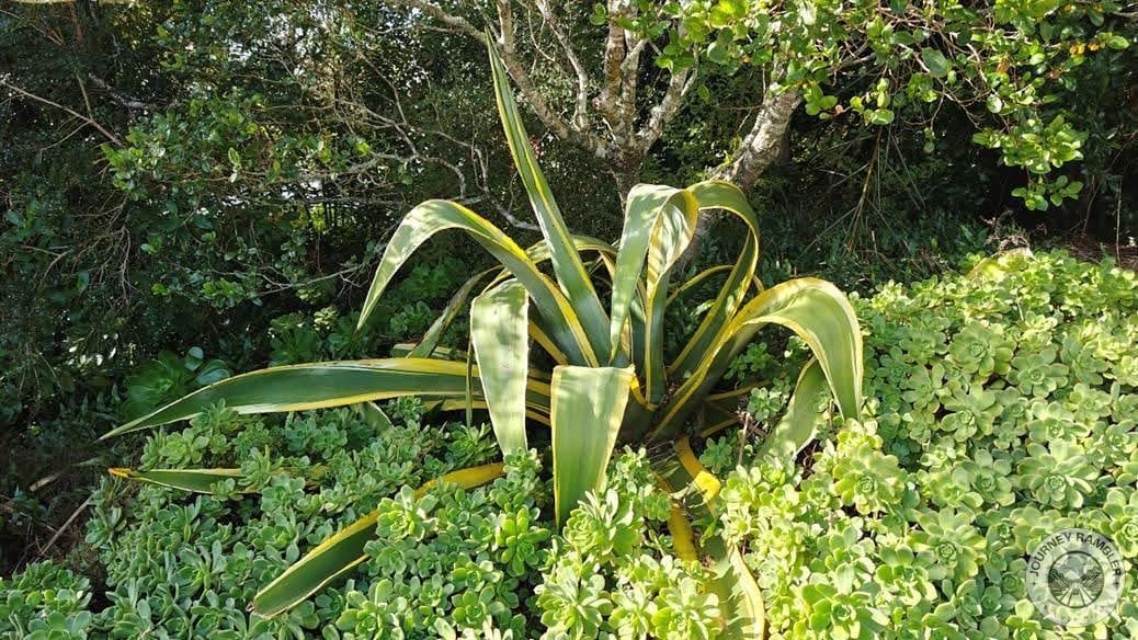 plants near greenhouse