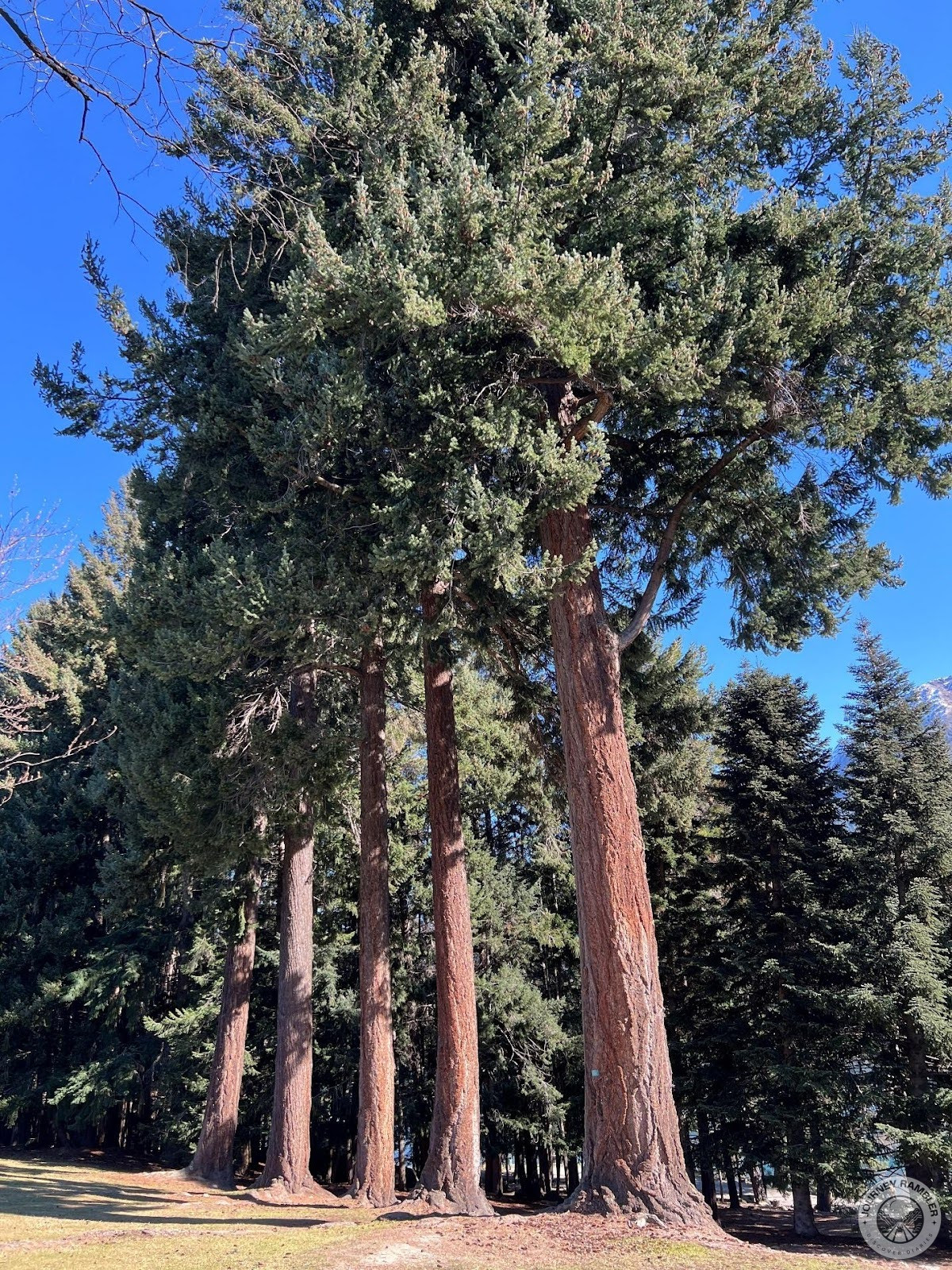 row of enormous fir trees
