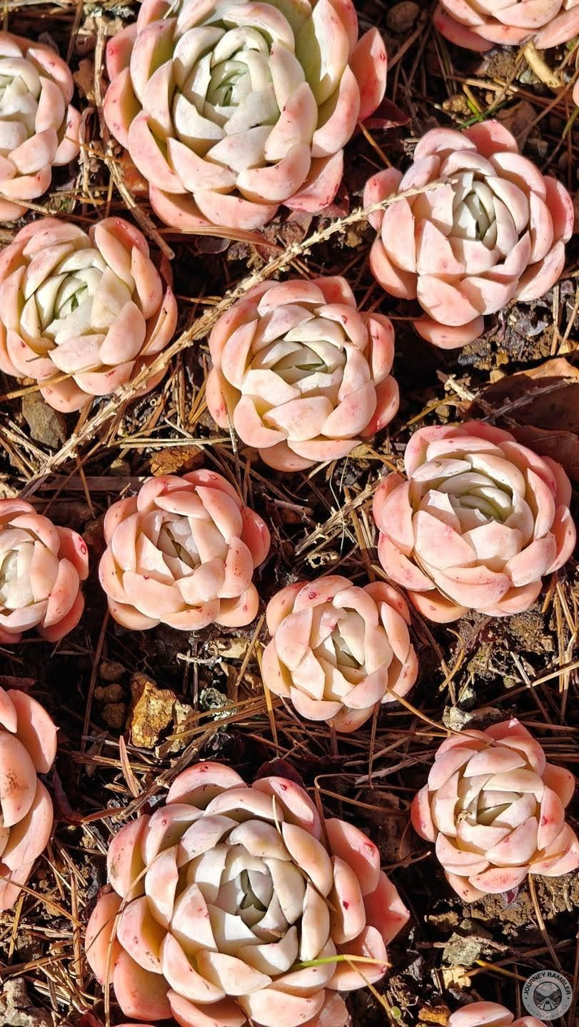 species of succulents called Echeveria elegans closer look