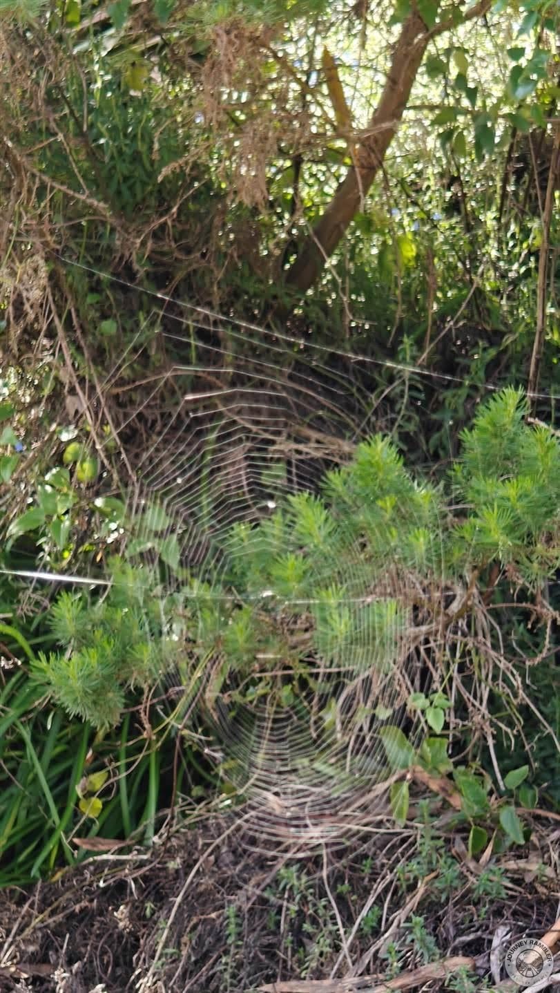 spider web