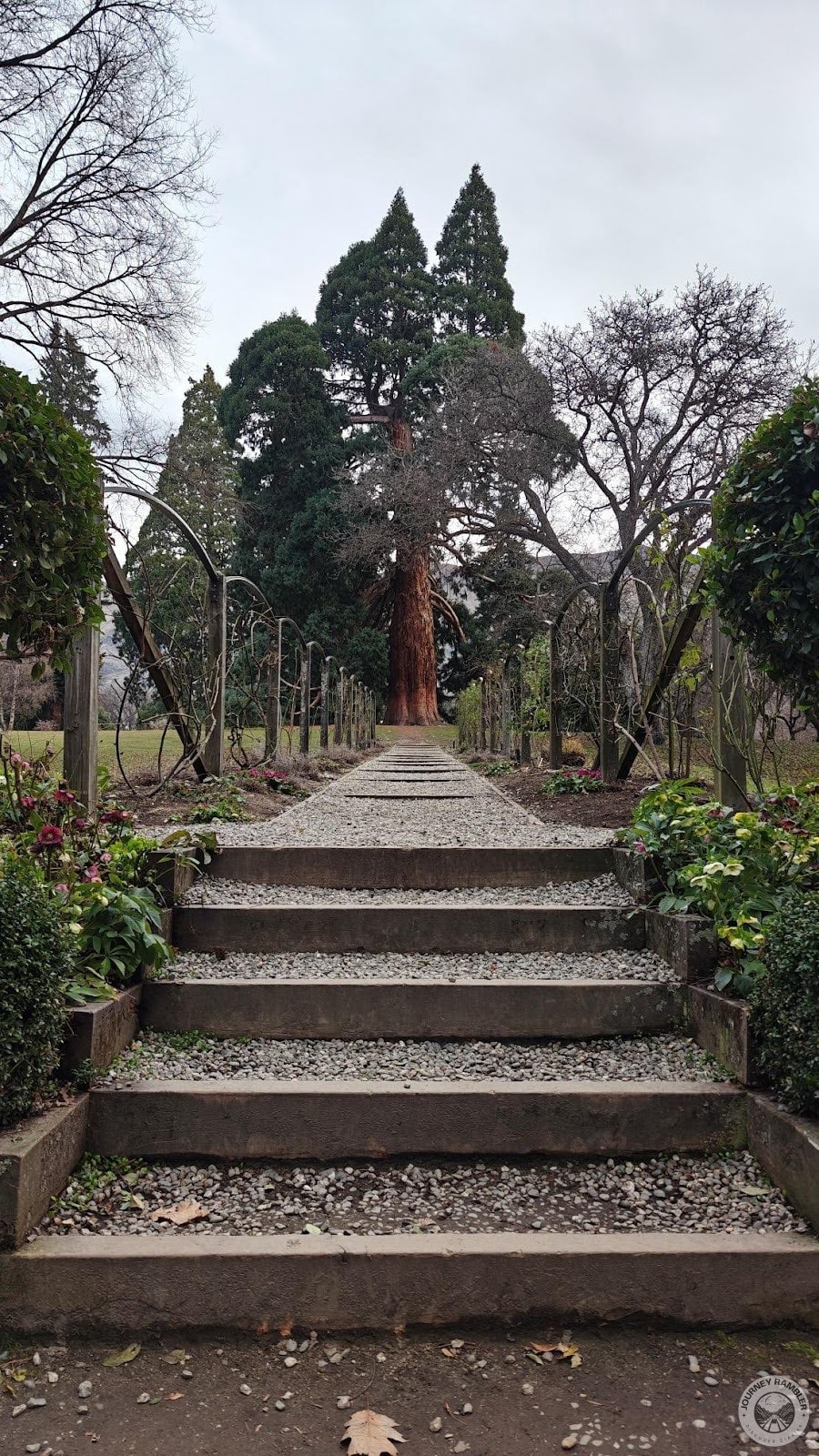 steps and path leading up to the sequoia