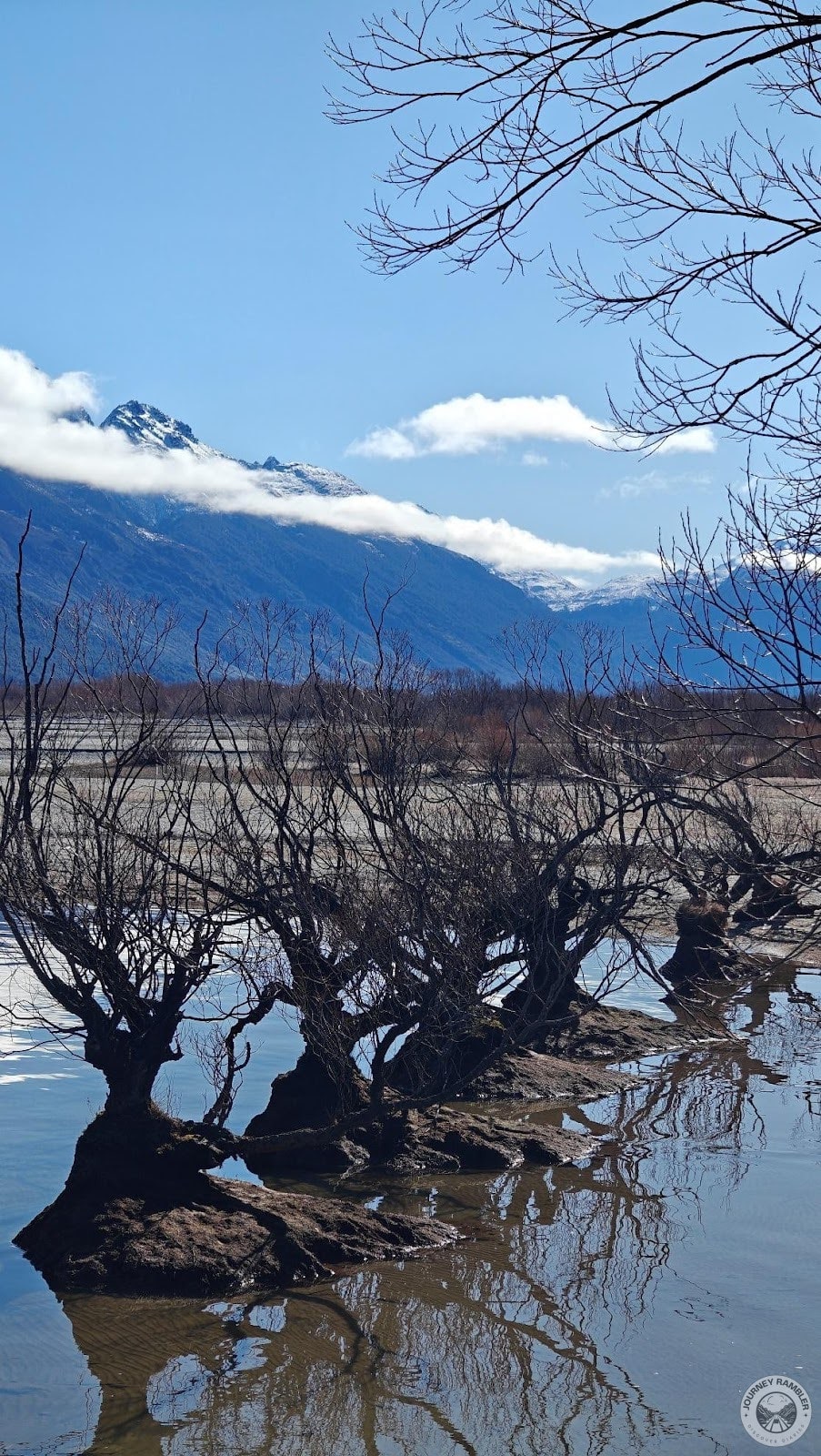 stunning shot of the willow trees