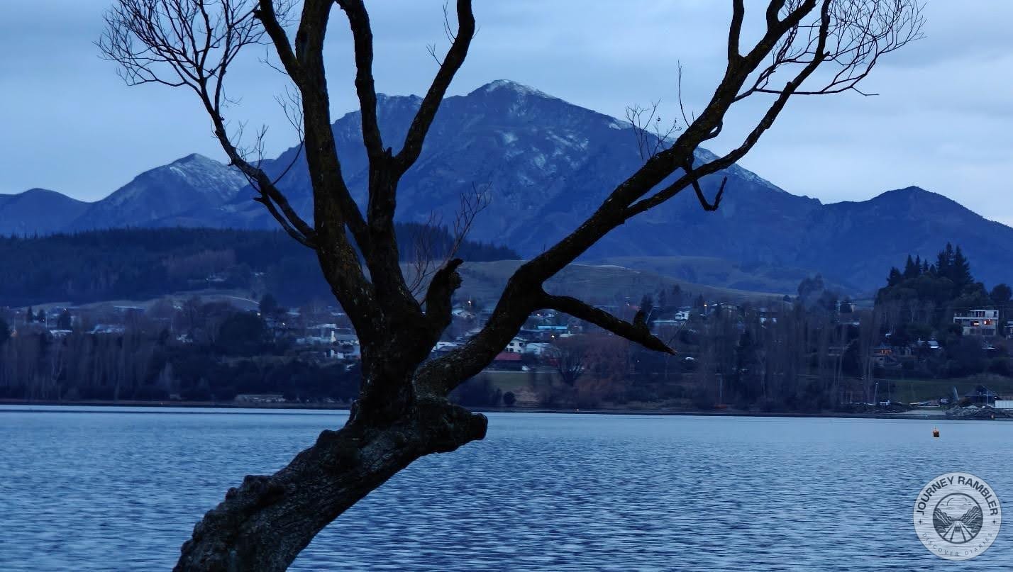 that's exactly how this tree took root here