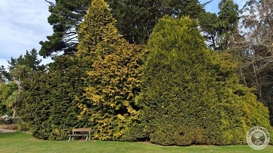 this also reminded me of the trees I saw at the Christchurch Botanic Gardens