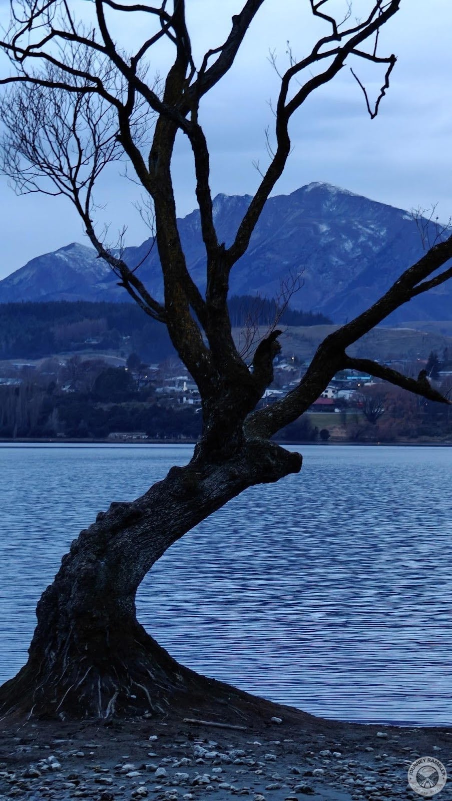 this tree has grown to become somewhat of a symbol of resilience and strength here