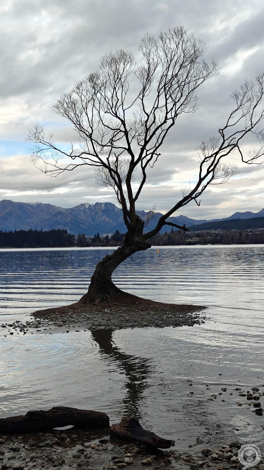 tree is said to be 85 years old
