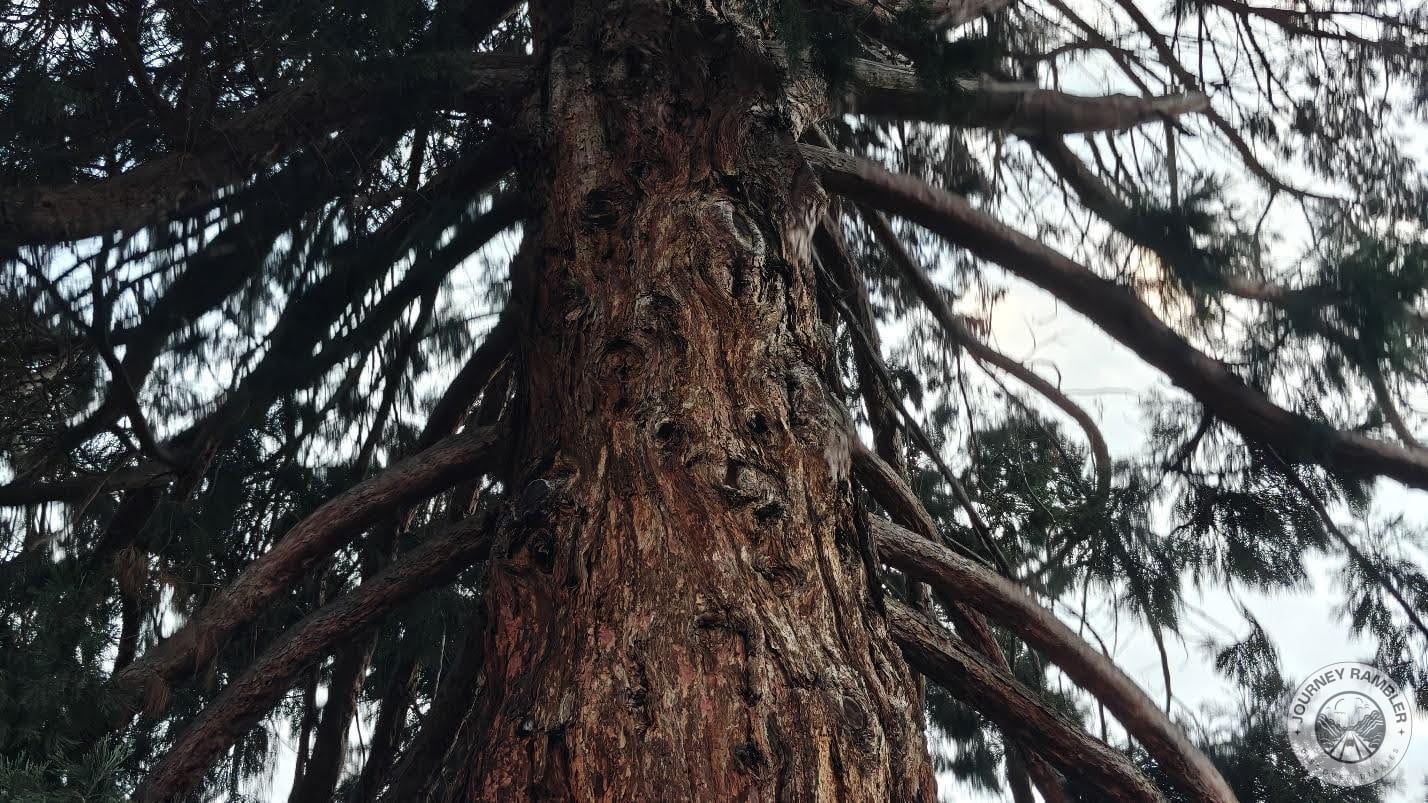 tree's branches also have this weird, hypnotizing look to them