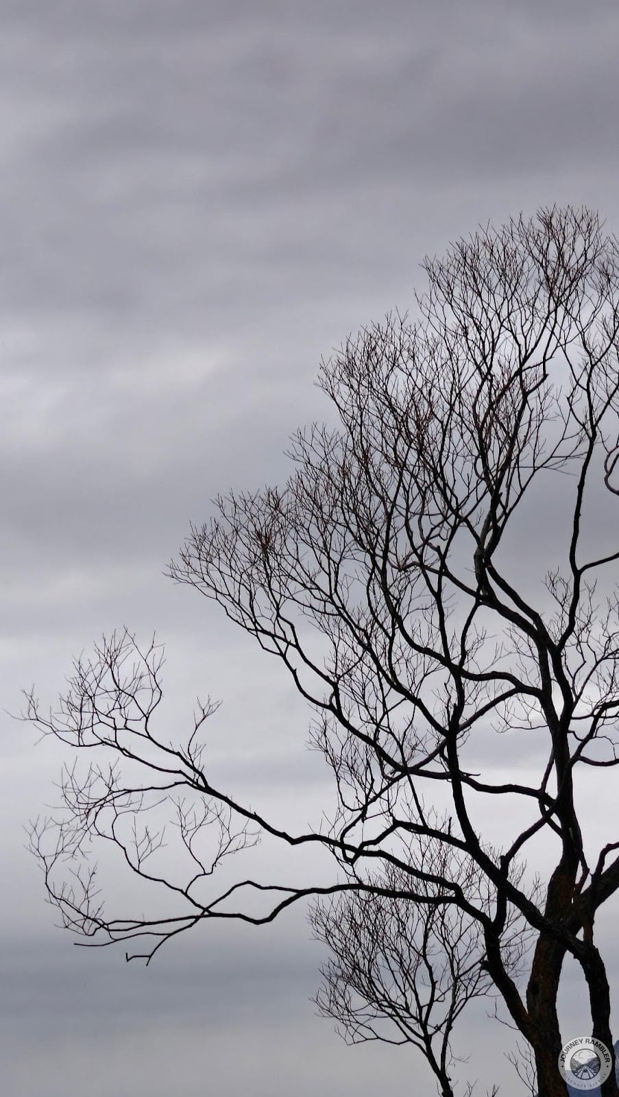 tree's silhouette in winter is just something else