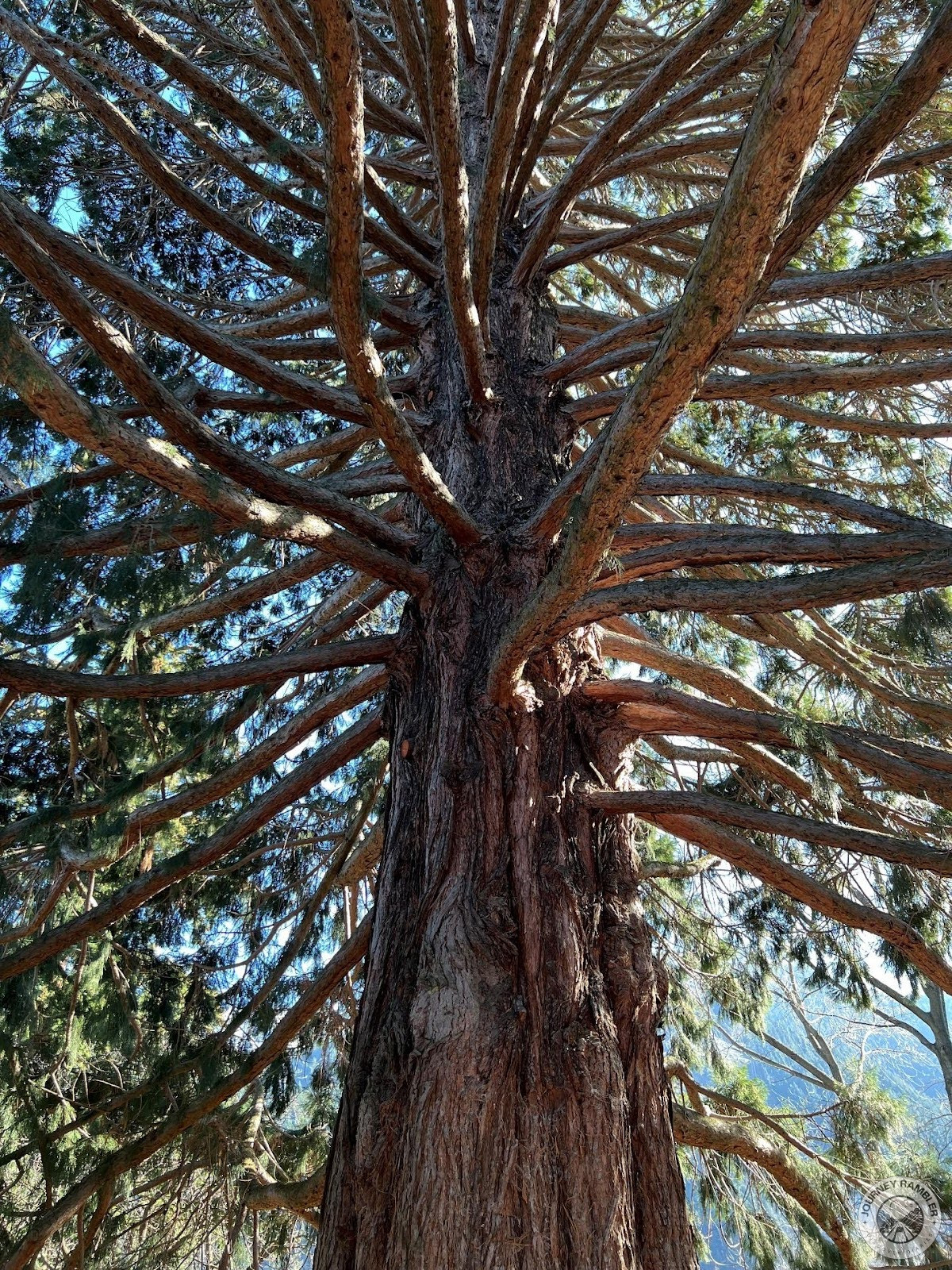 trunks of some of the trees were so thick