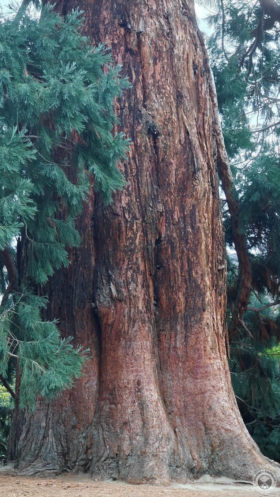 you should still be able to see sequoias in the near future