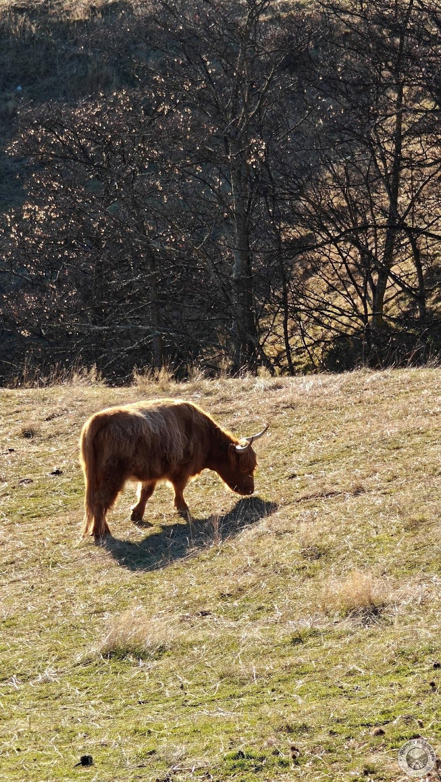 American Bison grazing