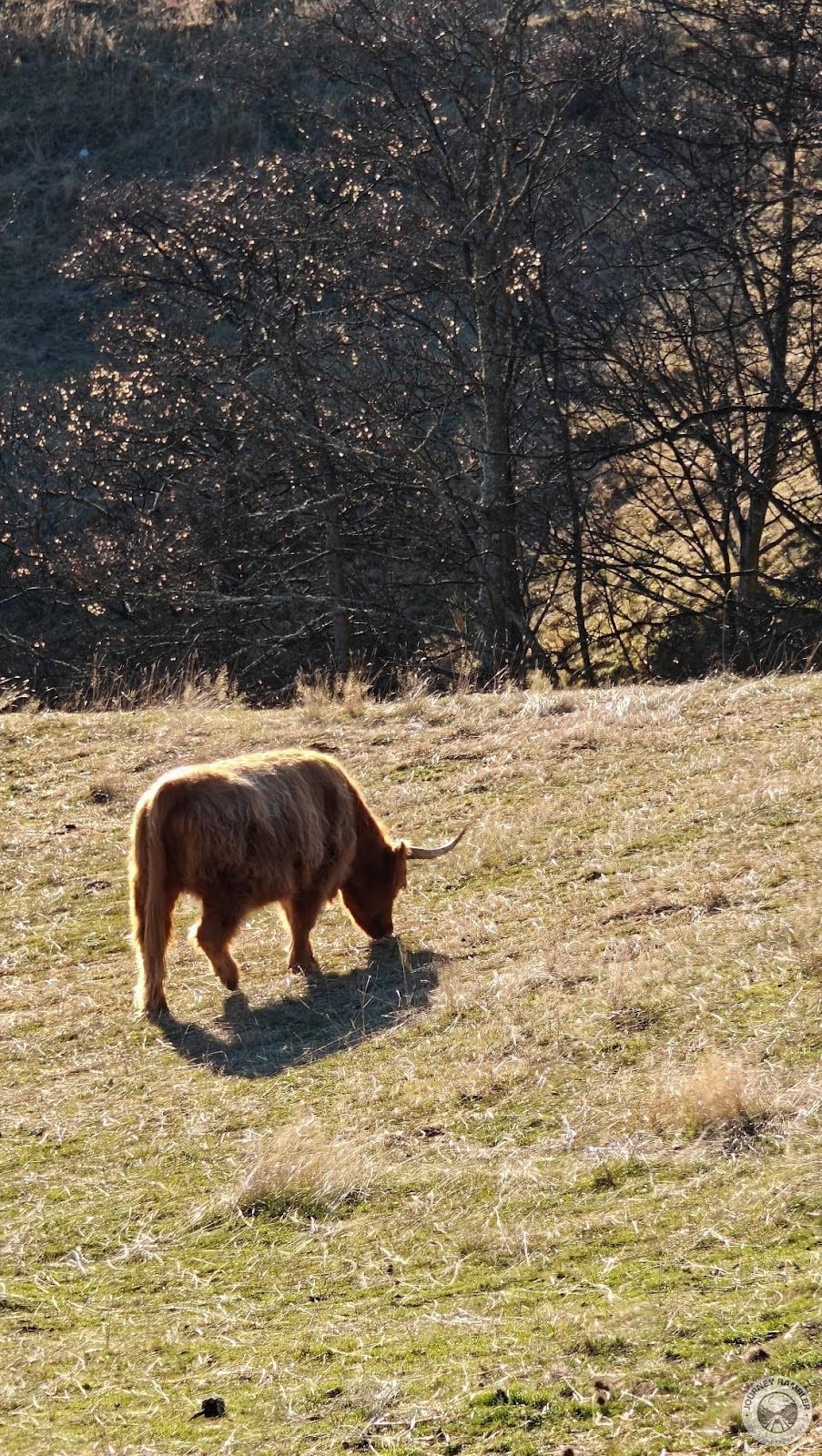 American Bison has horns that are pointing up and are much smaller