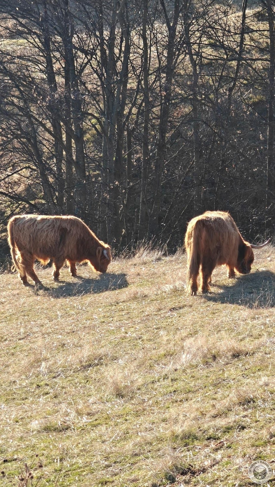 American Bisons