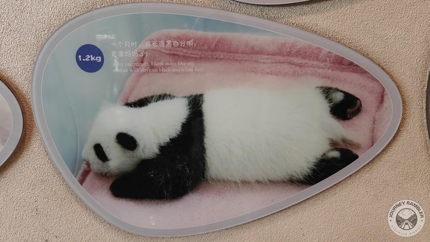 Cheng Lang after one month