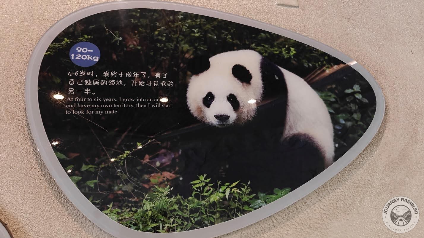 Giant pandas reach maturity at around the 4-6 year mark