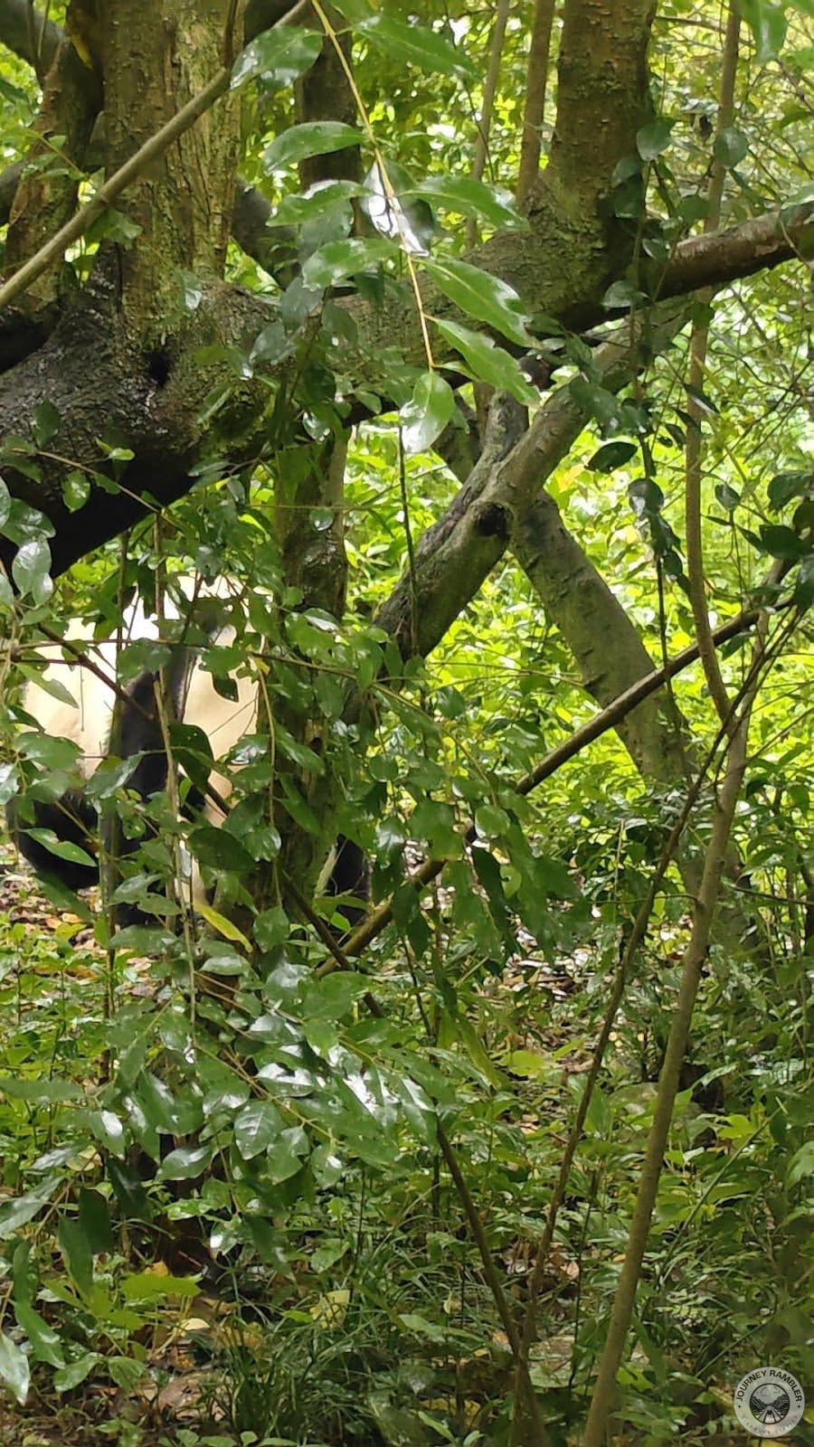 He Ye behind the leaves