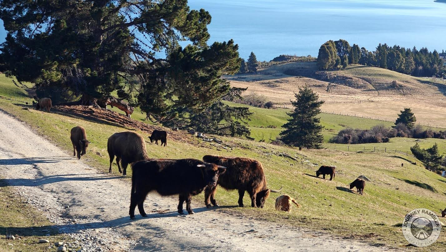 Highland Cattle and American Bison