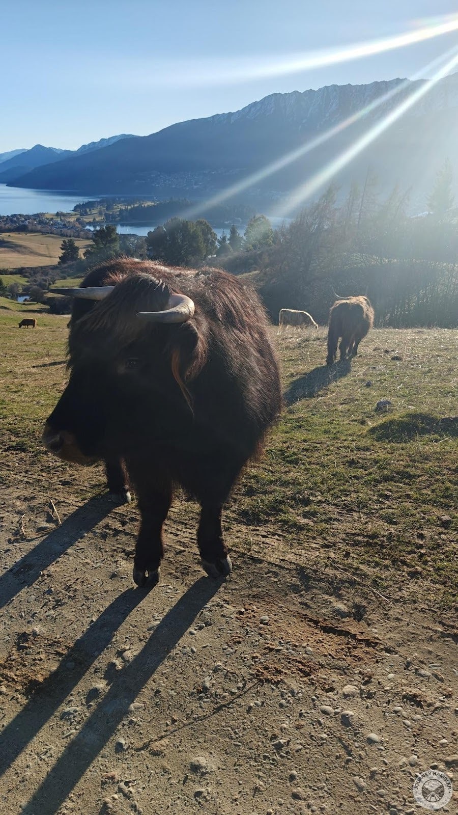 Highland Cattle up close again