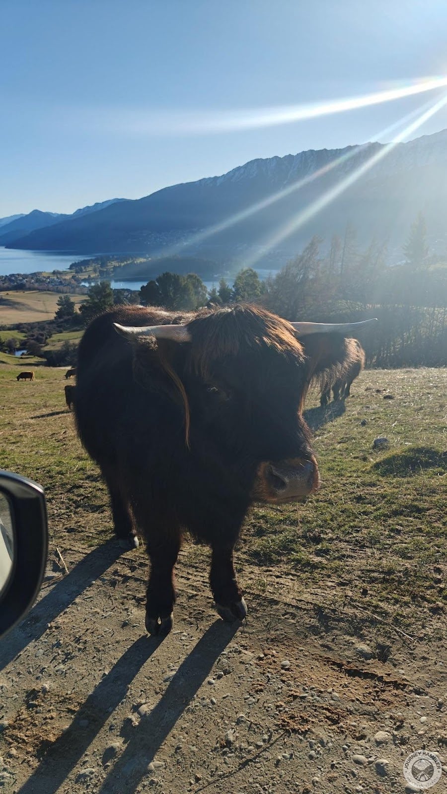 Highland Cattle up close